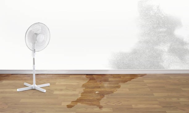 Best Flood damage cleanup  in Stepping Stone, CO